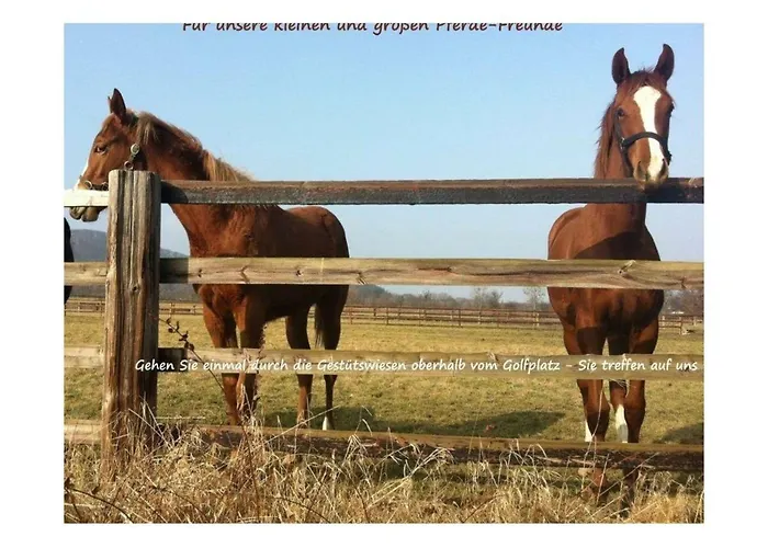 Harzfewo-wolf * Бад-Гарцбург